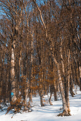 Poster - Vertical shot of the snow-covered forest on a winter day