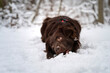 Pies bawiący się śniegiem
