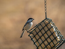 Black-capped Chickadee Eating From A Suet Feeder