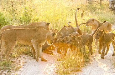 Wall Mural - Lioness with its family in a South African Game Reserve