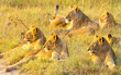 Closeup of lionesses lying in a field under the sunlight with a blurry background