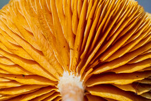Closeup Shot Of A Mushroom Cap Gills Details