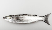 Close-up Of Golden Grey Mullet Isolated On White