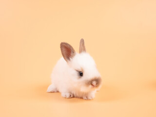 Wall Mural - White adorable baby rabbit on yellow background. Cute baby rabbit.