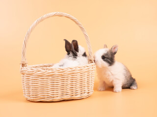 Wall Mural - Cute rabbit in wicker basket isolated on yellow background.