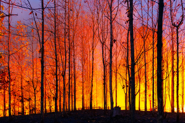 wildfire, forest fire, burning trees in red and orange high heat at night in the forest. on the moun