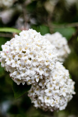 Sticker - Vertical selective focus closeup of the Burkwood viburnum flowers