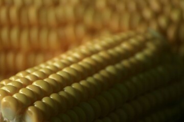 Wall Mural - fresh corn from the garden ready to cook