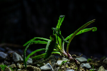 Sticker - Closeup shot of a green plant growing on the ground against a dark background