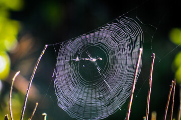 Spider web