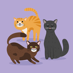 Sticker - bundle of three cats differents colors mascots characters vector illustration design