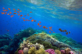 Fototapeta Do akwarium - Beautiful tropical coral reef with shoal or red coral fish Anthias. Wonderful underwater world with corals, tropical fish