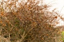 Selective Focus Shot Of Thorny Bushes