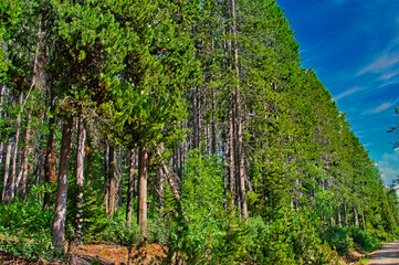 Sticker - Landscape of pine trees along the road under a blue sky