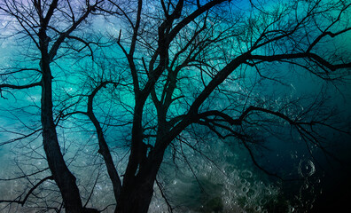 Aufkleber - Silhouette of barren lone tree with Blue full moon 