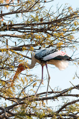 Poster - Closeup shot of a stork