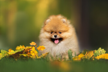 Wall Mural - happy pomeranian spitz puppy sitting outdoors with fallen autumn leaves