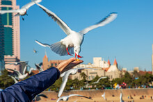 Low Angle View Of Seagull Feeding On Food Held By Hand Against Sky