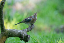Close Up Of A Pretty Female House Finch Perched On A Branch In A Tree In Summer