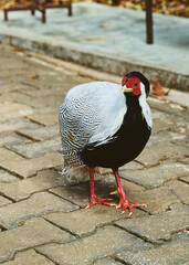 Thai chicken with weird hard style
with white feather and black feather.