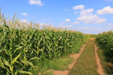 Canvas Print - A huge corn field. Lots of green shoots of green corn