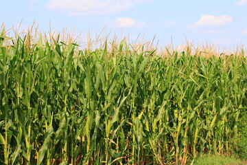 Canvas Print - A huge corn field. Lots of green shoots of green corn