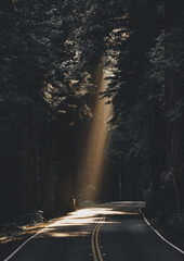 Poster - Wonderful shot of sunlight between dense foresttrees on a road