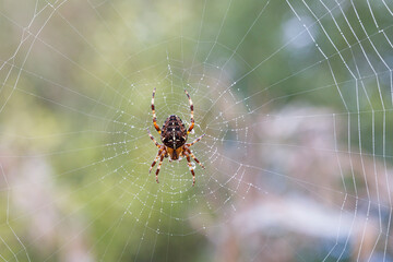 Araneus Diadematus - European Garden Spider or Cross Orb-Weaver Spider in close up with selective focus. These spiders can grow up to 13mm and can be found in woodland and gardens across Britain.