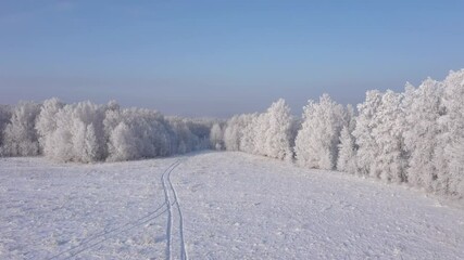 Wall Mural - Aerial Shot of  Snow White Forest Covered With Hoarfrost.