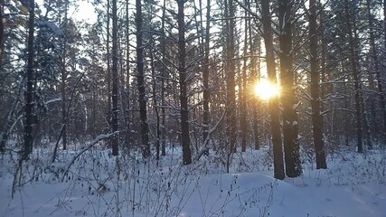 Wall Mural - winter forest and the sun's rays filtering through the trees