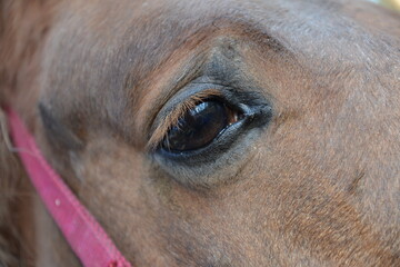 eye of horse