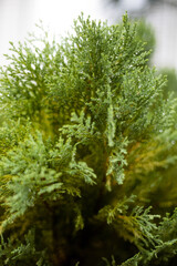 Sticker - Closeup vertical shot of a green juniper plant pointed needle leaves with droplets of water