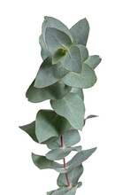 Detailed Grey Green Or Glaucous Top Leaves On A Branch Of The Eucalyptus Tree, Isolated On A White Background.