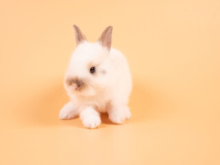 Wall Mural - White adorable baby rabbit on yellow background. Cute baby rabbit.