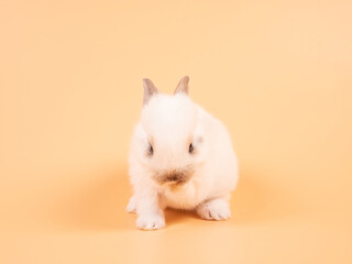 Wall Mural - White adorable baby rabbit on yellow background. Cute baby rabbit.