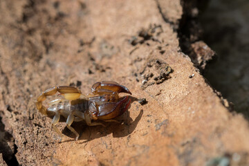 Poster - High angle shot of scorpion on a tree log in Maltese Island