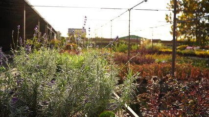 Aufkleber - The sun shines through the lavender at the garden center nursery. Slow motion