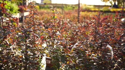 Aufkleber - The sun shines through the barberry bush in the garden center nursery. Slow motion