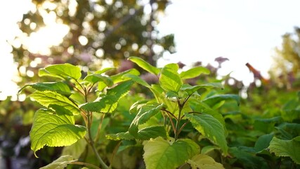 Aufkleber - The sun shines through the hydrangea in the garden center nursery. Slow motion