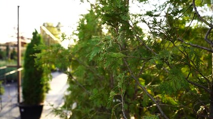 Aufkleber - Garden center with nursery. Thuja for landscape design