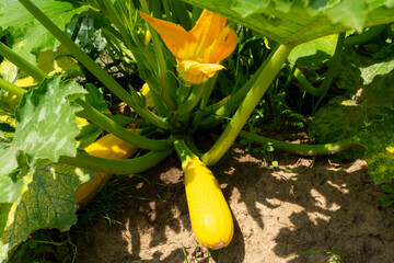 Wall Mural -  zucchini in the garden in the garden