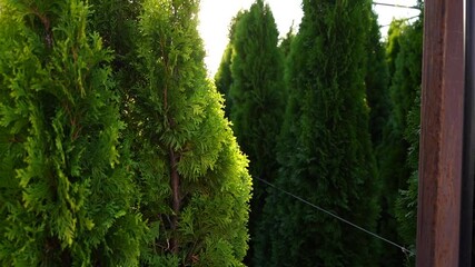 Aufkleber - Garden center with nursery. Thuja for landscape design