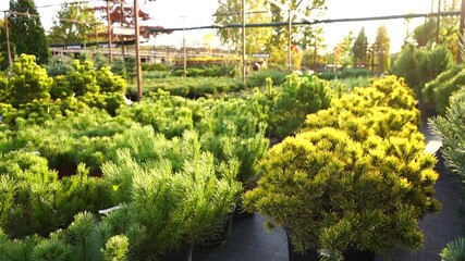 Aufkleber - Garden center with nursery. A row of plants for landscape design
