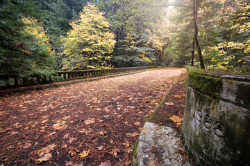 beautiful shot of an abandoned highway covered with maple leaves in northern california