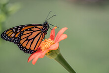 Monarch Butterfly, Danaus Plexippuson, On Orange Tithonia Mexican Sunflower With Soft Green Background