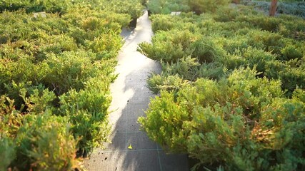 Aufkleber - Garden center with nursery. A row of plants for landscape design