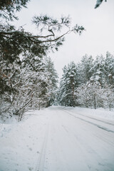 Wall Mural - Landscape of a snow-covered pine forest in a snowfall