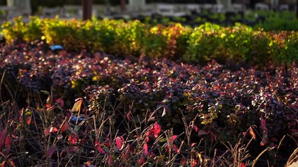 Aufkleber - The sun shines through the barberry bush in the garden center nursery. Slow motion