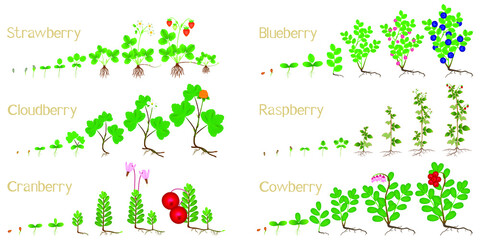 Wall Mural - Set of growth cycles of forest berries on a white background.