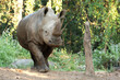 Action of white rhinoceros. The white rhinoceros lives in Africa, in long and short-grass savannahs. 